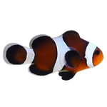 Mocca Occelaris clownfish