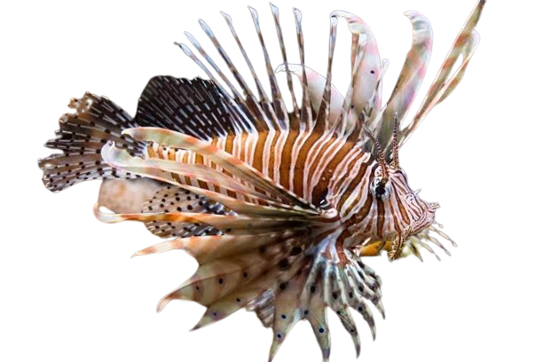 Red Lionfish