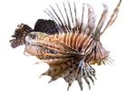 Red Lionfish