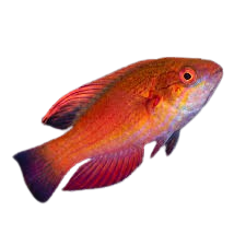 Carpenter Flasher Wrasse