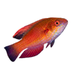 Carpenter Flasher Wrasse