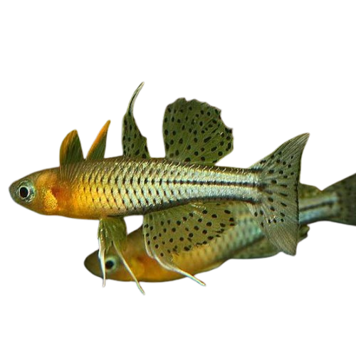 Pseudomugil Gertrudae Dwarf Rainbowfish