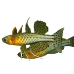 Pseudomugil Gertrudae Dwarf Rainbowfish