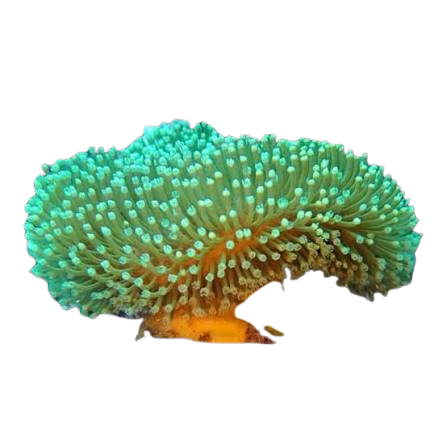 Green Polyp Toadstool coral