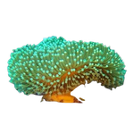 Green Polyp Toadstool coral