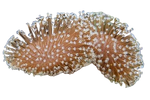 White Polyp Toadstool coral