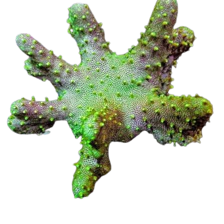 Green Polyp Devil's Hand Coral