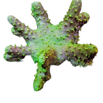 Green Polyp Devil's Hand Coral
