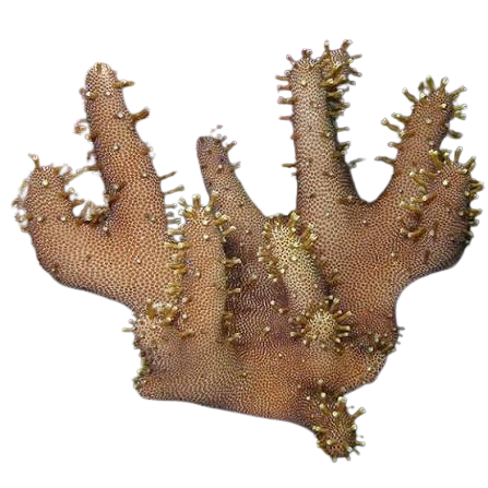 Devil's Hand Coral