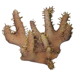 Devil's Hand Coral