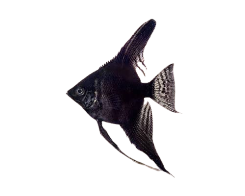 Black Angelfish (Large)
