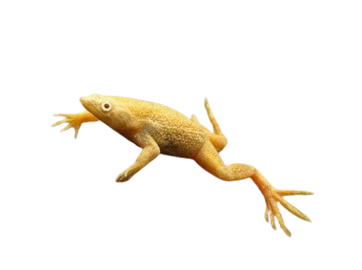 Dwarf African clawed frog