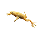Dwarf African clawed frog