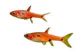 Dwarf Spotted Rasbora