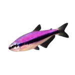 Purple Kerri Tetra