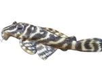 False Zebra pleco (L129)