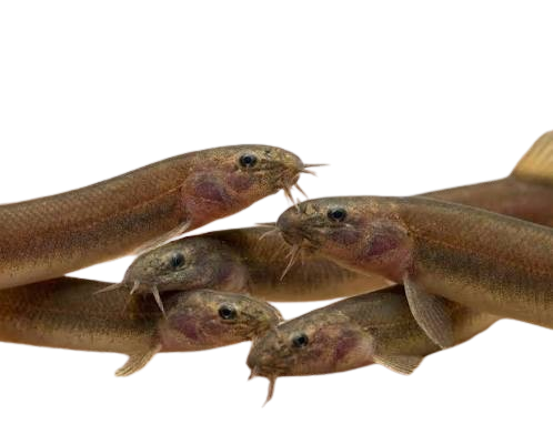 Black Kuhli Loach