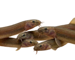 Black Kuhli Loach