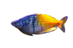 Boesemani Rainbowfish (pairs)