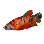 Female Koi Betta