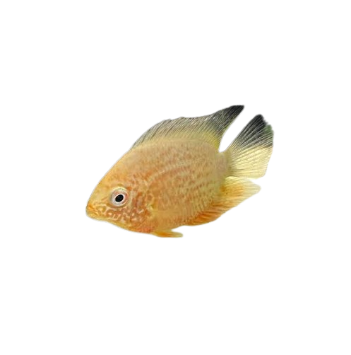 Red Spot Gold Severum