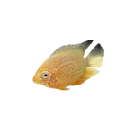 Red Spot Gold Severum