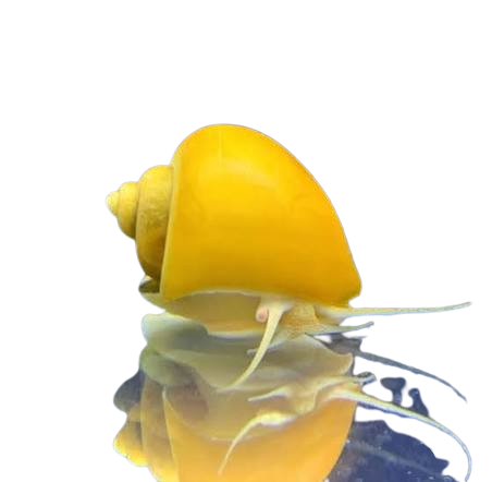 Mystery Snail assorted