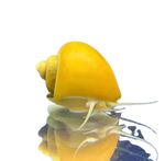 Mystery Snail assorted