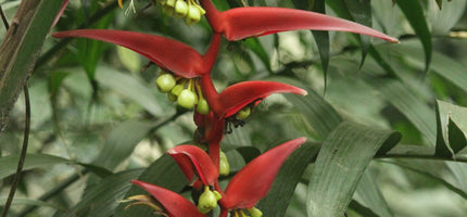 Landscaping Plants