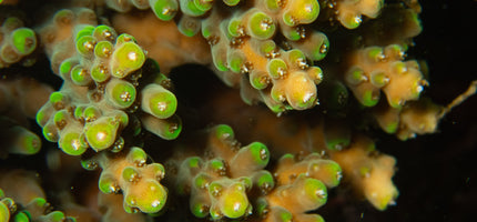 Coral