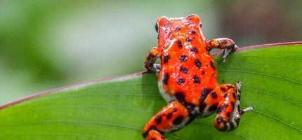 Amphibians