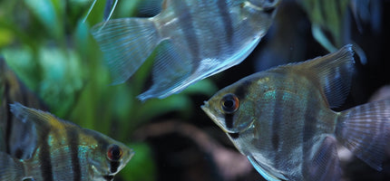 Freshwater