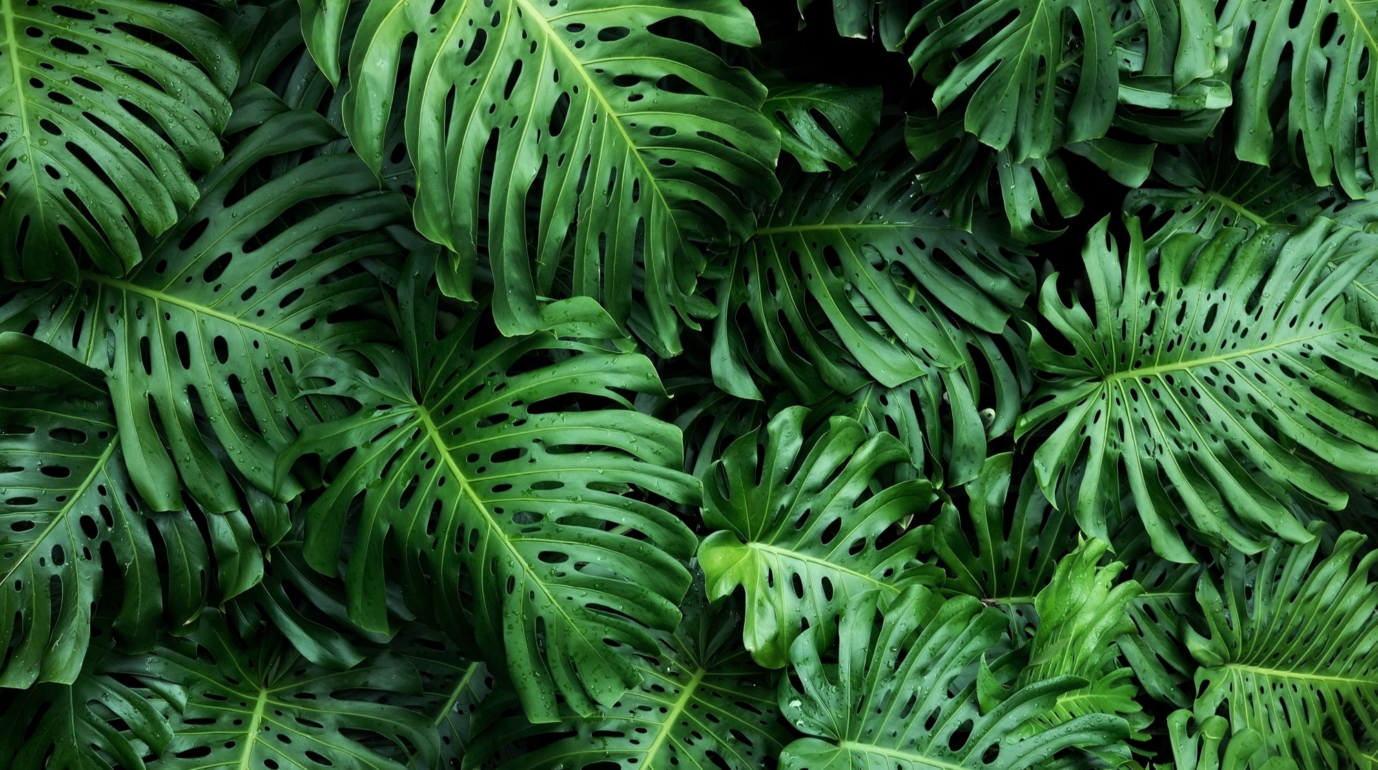 Arium Fauna and Flora