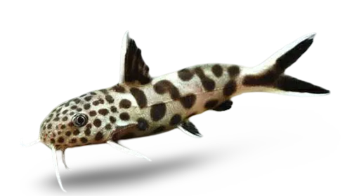 Petricola catfish