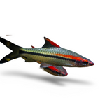 Denison barb