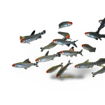 Rummy Nose Tetra
