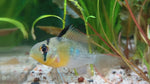 Bolivian Rams