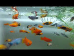 Assorted Platy