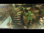 Apistogramma Viejita Pair (store bred)