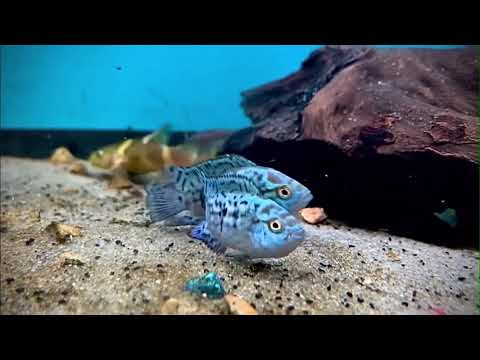 Electric Blue Jack Dempsey
