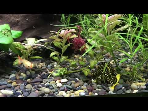 Gold Nugget Pleco - medium