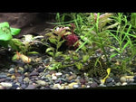 Gold Nugget Pleco - medium
