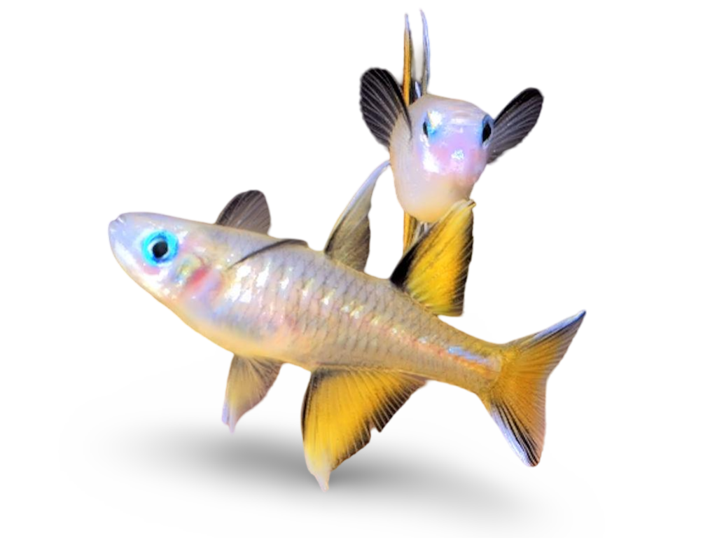 Pacific Blue Eye Dwarf Rainbowfish (Pseudomugil Signifer)