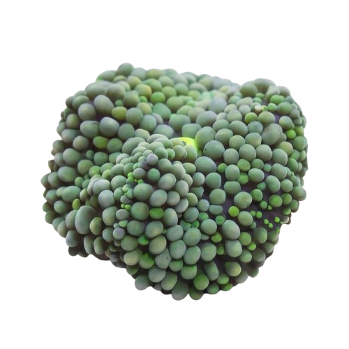 Green Ricordea