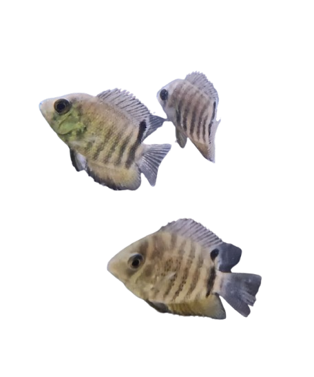 Green Severum