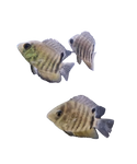 Green Severum