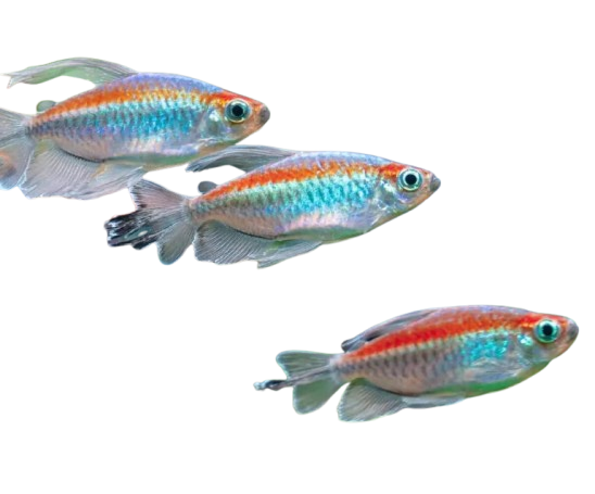 Congo Tetra (juveniles)