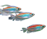 Congo Tetra (juveniles)