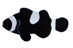 Darwin Black Misbar Clownfish