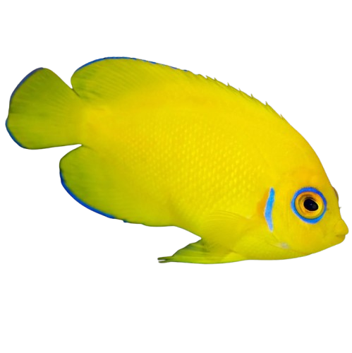LemonPeel Angelfish (large)